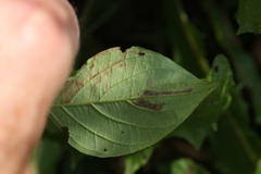 Phytomyza agromyzina group