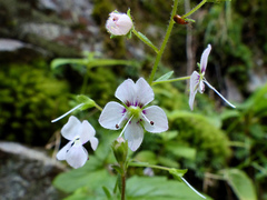 Veronica urticifolia