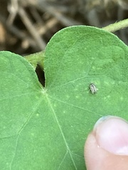 Corythucha marmorata