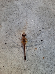 Sympetrum vicinum
