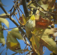 Leiothlypis virginiae
