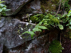 Veronica urticifolia