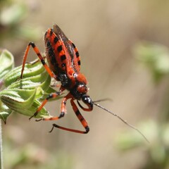 Rhynocoris rubricus