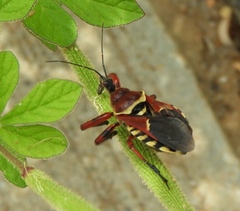 Apiomerus flaviventris