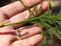 Dendrolycopodium hickeyi