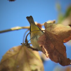 Leiothlypis virginiae