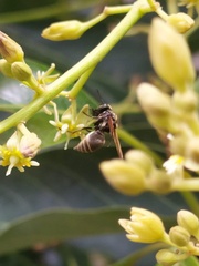 Brachygastra mellifica