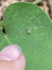 Corythucha marmorata