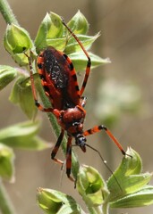 Rhynocoris rubricus