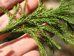 Dendrolycopodium hickeyi