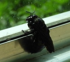 Xylocopa fimbriata