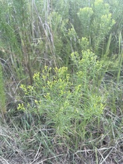 Gutierreziinae