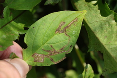 Phytomyza agromyzina group