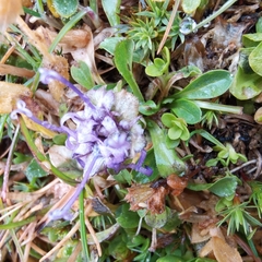 Phyteuma globulariifolium