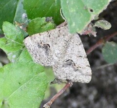 Frederickia s-signata