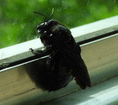 Xylocopa fimbriata