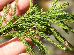 Dendrolycopodium hickeyi