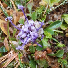Phyteuma globulariifolium