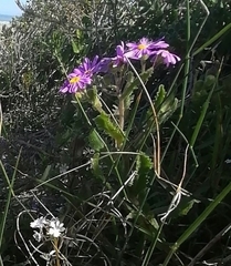 Senecio speciosus