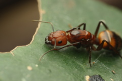 Camponotus nicobarensis