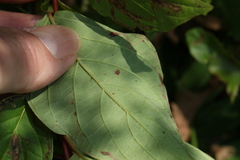 Phytomyza agromyzina group