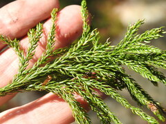 Dendrolycopodium hickeyi