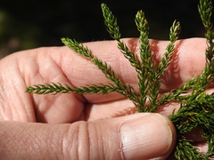 Dendrolycopodium hickeyi