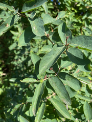 Lonicera tatarica