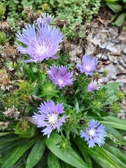 Stokesia