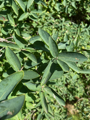 Lonicera tatarica