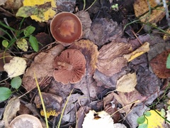 Cortinarius trivialis