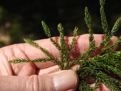 Dendrolycopodium hickeyi
