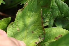 Phytomyza agromyzina group