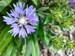 Stokesia
