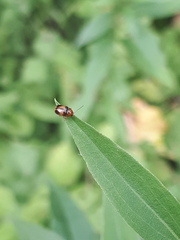 Cryptocephalus pusillus
