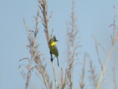 Pseudocolopteryx sclateri