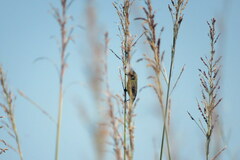 Pseudocolopteryx sclateri