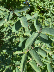 Lonicera tatarica