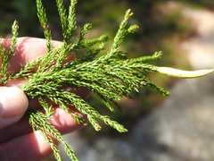 Dendrolycopodium hickeyi