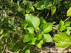 Catalpa speciosa