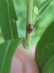 Cryptocephalus pusillus