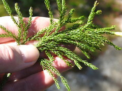 Dendrolycopodium hickeyi