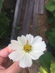 Glaucopsyche lygdamus