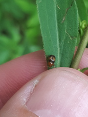 Cryptocephalus pusillus