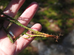 Dendrolycopodium hickeyi