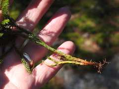 Dendrolycopodium hickeyi