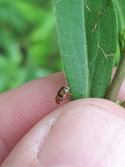 Cryptocephalus pusillus