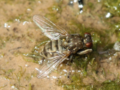 Ephydridae