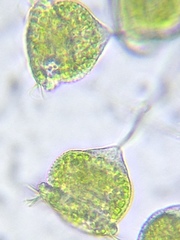 Pseudovorticella