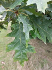 Quercus rubra